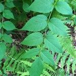 Aralia spinosa Blatt