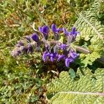 Salvia verbenaca Blüte