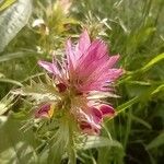 Melampyrum arvense Flower