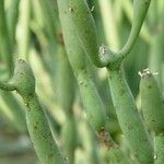 Euphorbia alluaudii Folio
