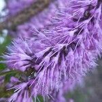 Elsholtzia stauntonii Flor