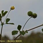 Medicago murex മറ്റ്