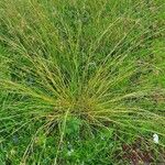 Themeda triandra ശീലം