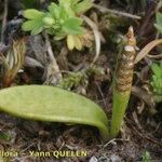 Ophioglossum lusitanicum Outro