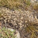 Arenaria aggregata Hoja