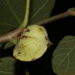 Jatropha costaricensis