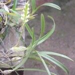 Bulbophyllum bifarium Habitat