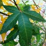 Acer oliverianum Leaf