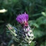 Carduus pycnocephalus Flower