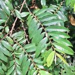 Eurya acuminata Hoja