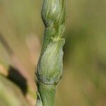 Aegilops ventricosa Fula