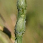 Aegilops ventricosa 花