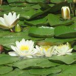 Nymphaea albaFlor