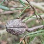 Hakea sericea ഫലം