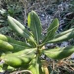 Pittosporum viridiflorum Leaf