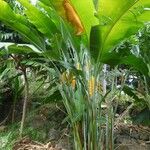 Heliconia caribaea Агульны выгляд