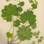 Alchemilla coriacea Hàbitat