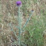 Onopordum illyricum Habit