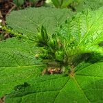 Croton hirtus Other