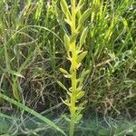 Habenaria helicoplectrum Meyve