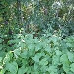 Lactuca macrophylla Plante entière