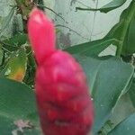 Costus spicatus Blad