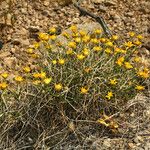 Acamptopappus shockleyi Flower