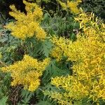 Senecio ovatus Habit