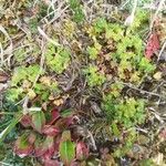 Alchemilla australis Blad