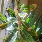 Adenium multiflorum Лист