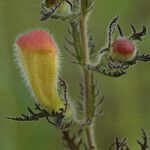 Aureolaria pectinata Frugt