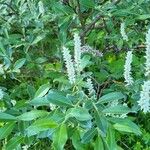 Salix glauca Květ