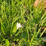 Silene noctifloraFlower