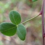 Cytisophyllum sessilifolium Blad