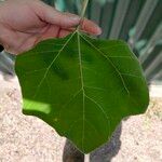 Montanoa hibiscifolia Frunză