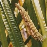 Acorus calamus Cvet