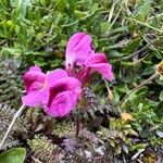 Pedicularis rostratocapitata Flower