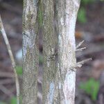 Alternanthera ficoidea Bark