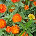 Zinnia angustifoliaFlower