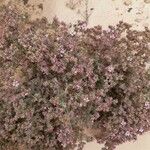 Frankenia corymbosa Flor