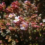 Frankenia ericifolia 花