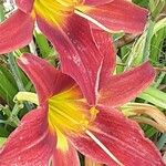 Hemerocallis minor Flors