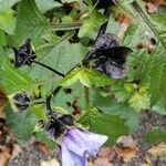Nicandra physalodes Fiore