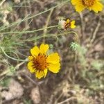 Thelesperma megapotamicum Flower