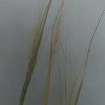 Stipa barbata 花