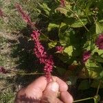 Persicaria orientalis花