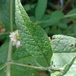 Buddleja albiflora Ліст