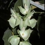 Catasetum planiceps Floro