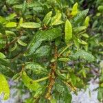 Quercus geminata Leaf