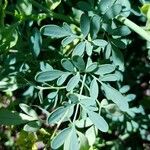 Ruta chalepensis Hoja